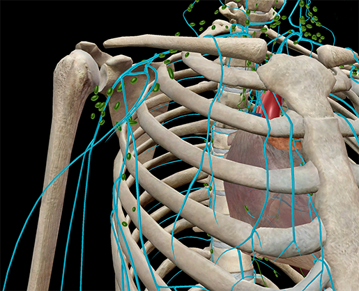 Lymphatic-vessels-immune-system-anatomy